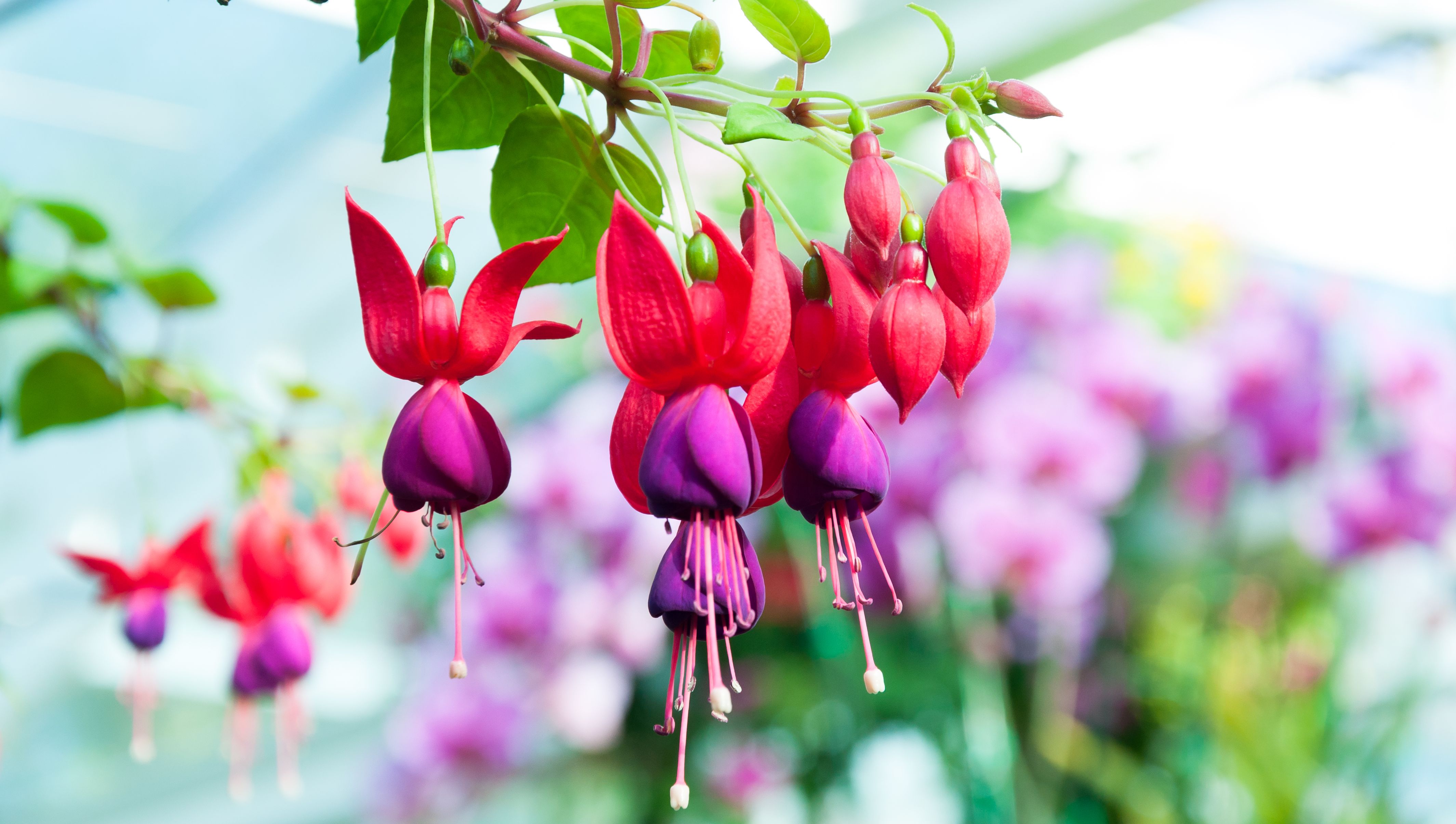 Фуксия Fuchsia