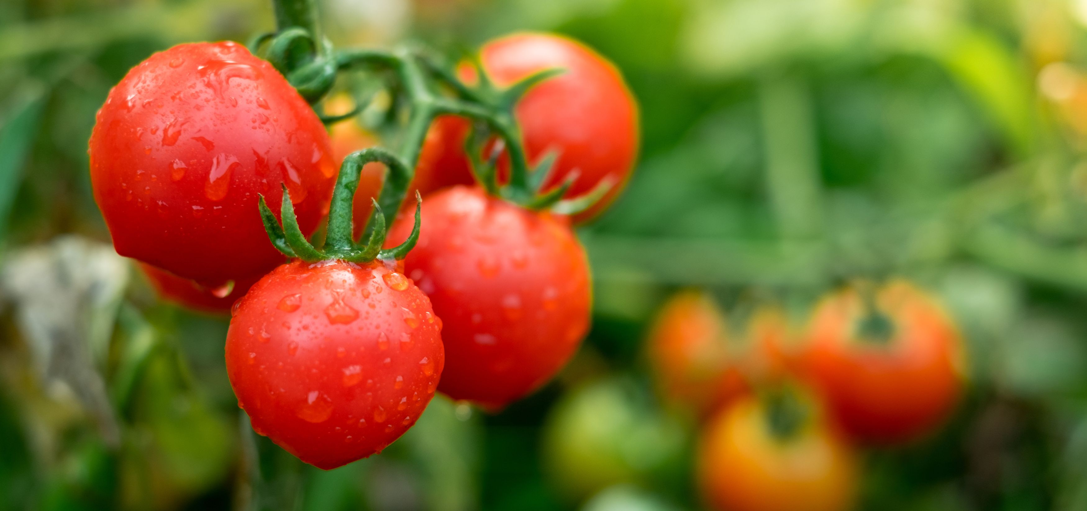 Минимальная и оптимальная температура для выращивания томатов